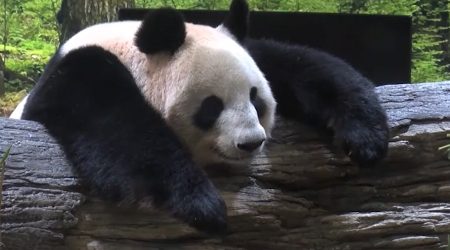 Nacen gemelos de pandas en zoológico de Japón